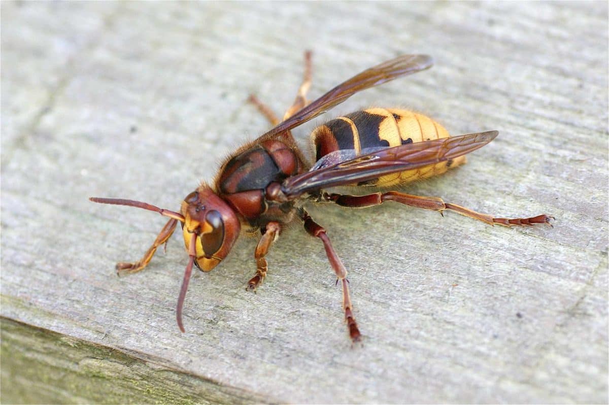 Frelon européen découvrez cet insecte fascinant et méconnu