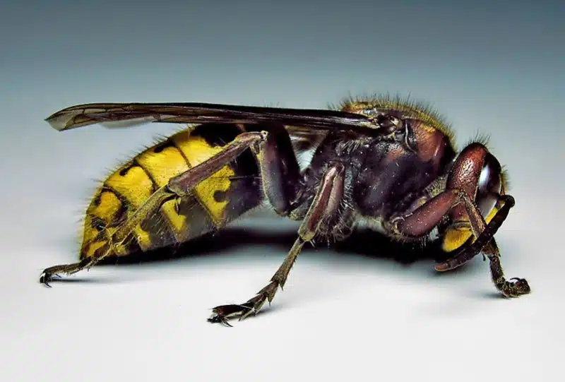 Frelon européen découvrez cet insecte fascinant et méconnu
