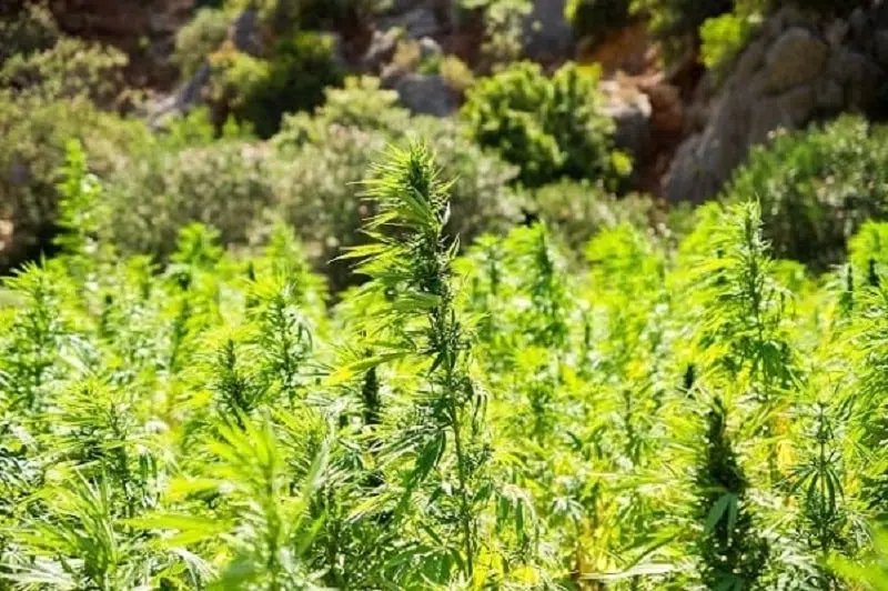 Où se procurer du cannabidiol