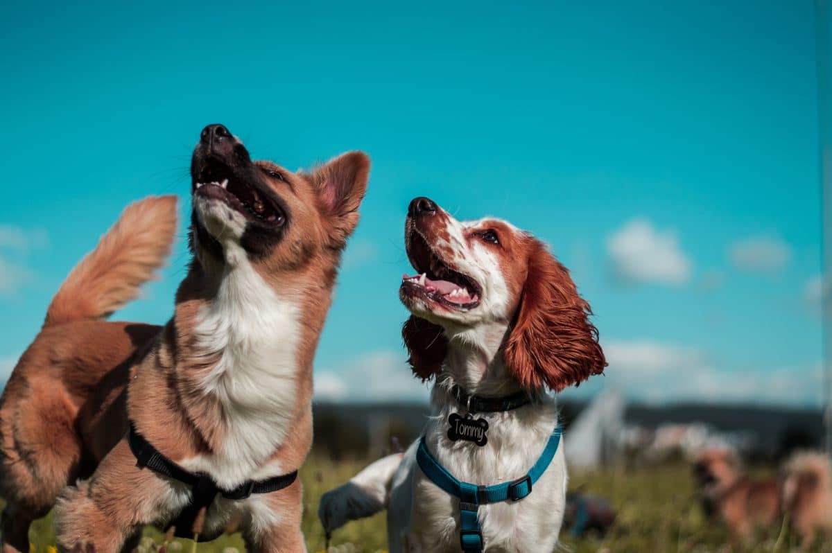 deux chiens dans un champ